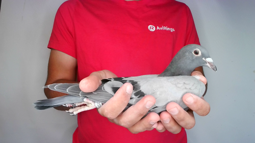 Pigeon image