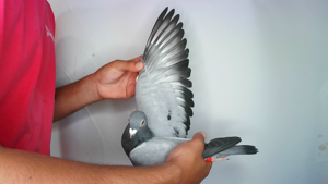 Pigeon image