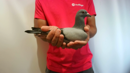 Pigeon image