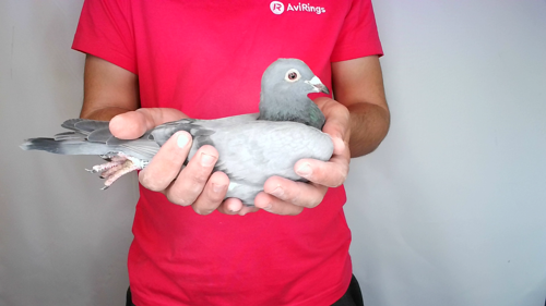 Pigeon image