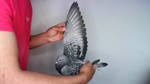 Pigeon image