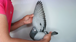 Pigeon image
