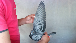 Pigeon image