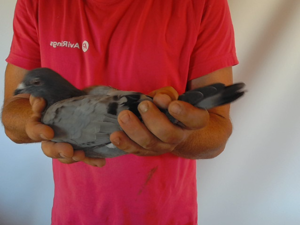 Pigeon image
