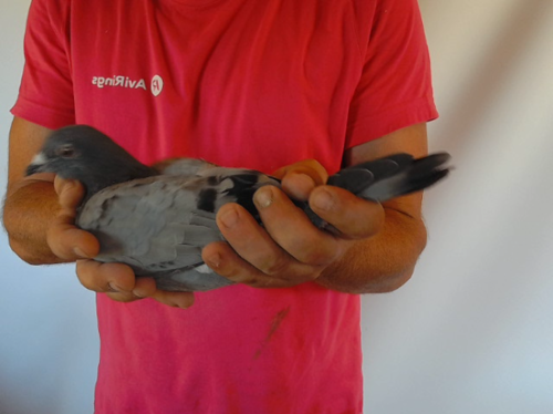Pigeon image