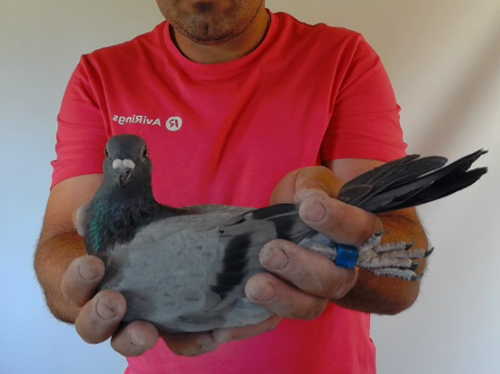 Pigeon image