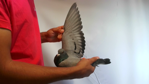 Pigeon image