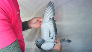 Pigeon image
