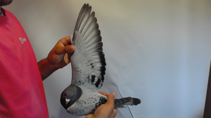 Pigeon image