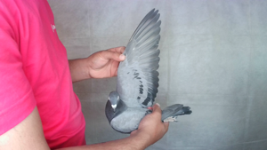 Pigeon image