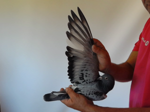Pigeon image