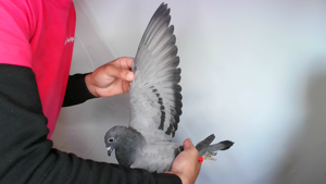 Pigeon image