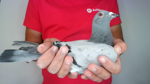 Pigeon image