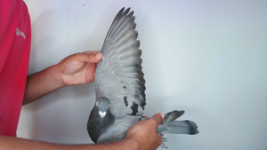 Pigeon image