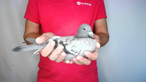 Pigeon image