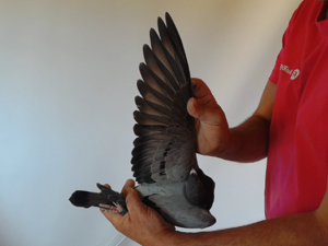 Pigeon image