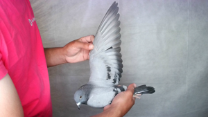 Pigeon image