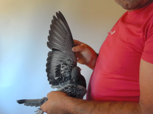 Pigeon image