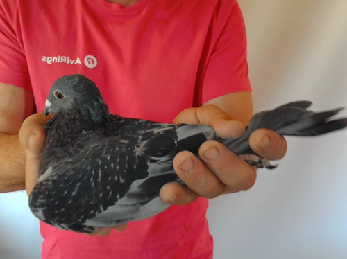 Pigeon image
