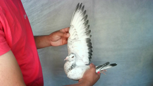 Pigeon image
