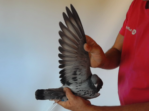 Pigeon image
