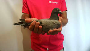 Pigeon image