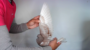 Pigeon image