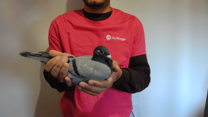 Pigeon image