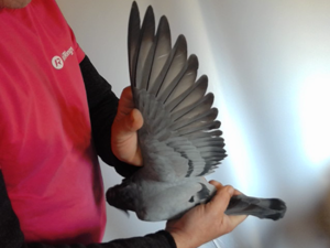 Pigeon image