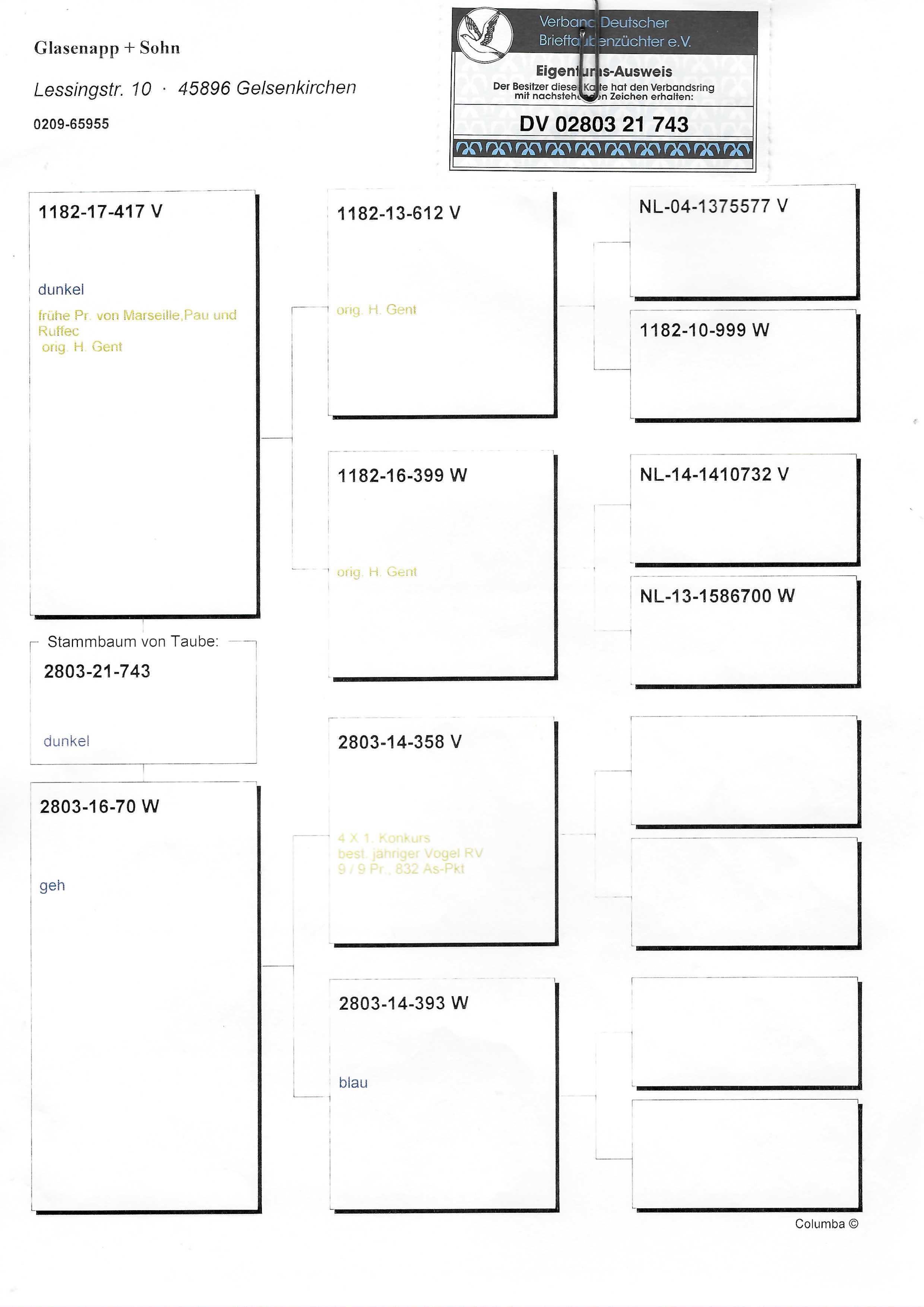 Pigeon pedigree image