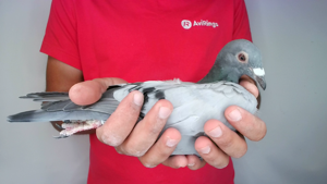 Pigeon image