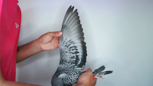 Pigeon image