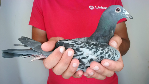 Pigeon image