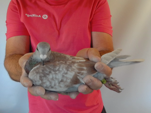 Pigeon image