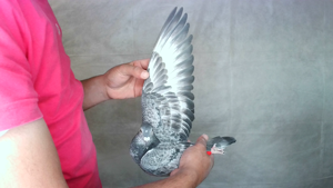 Pigeon image