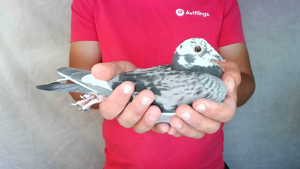 Pigeon image