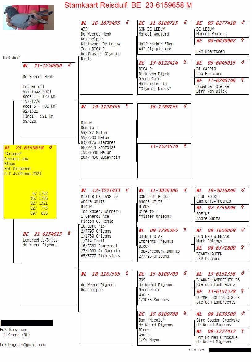 Pigeon pedigree image