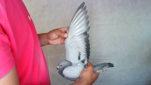 Pigeon image
