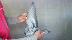 Pigeon image