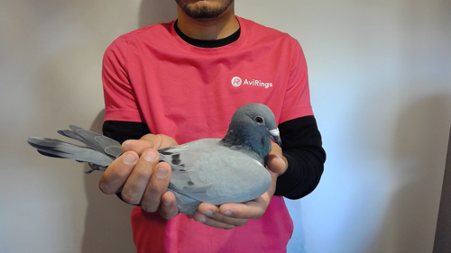 Pigeon image