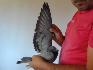 Pigeon image