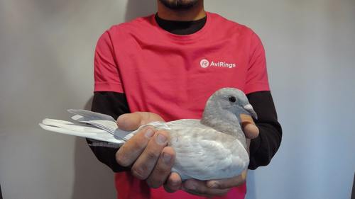 Pigeon image