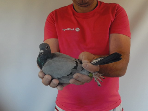 Pigeon image