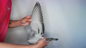 Pigeon image