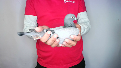 Pigeon image