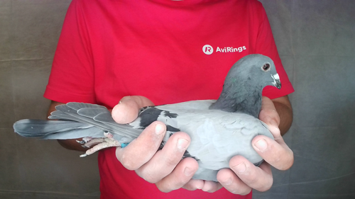 Pigeon image