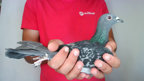 Pigeon image