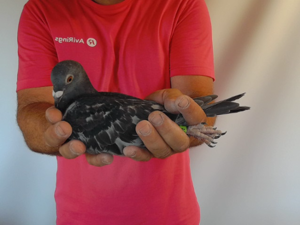 Pigeon image