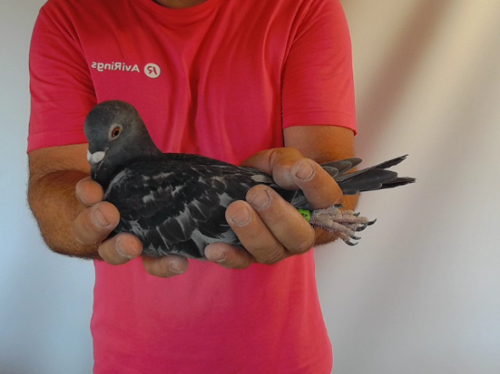 Pigeon image