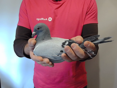 Pigeon image